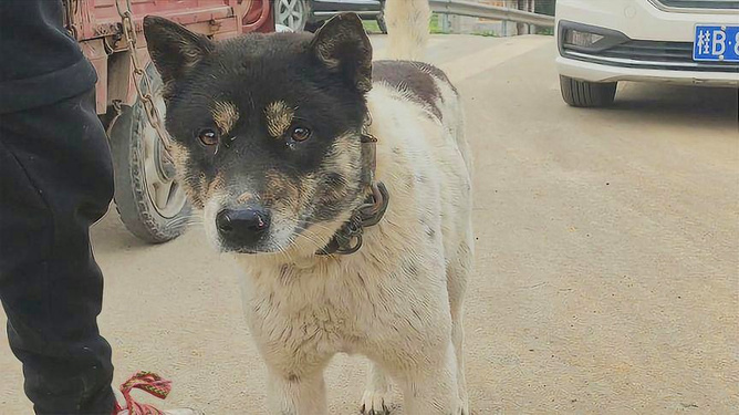 广西高品质实战猎犬出售，卓越品质与性能保障